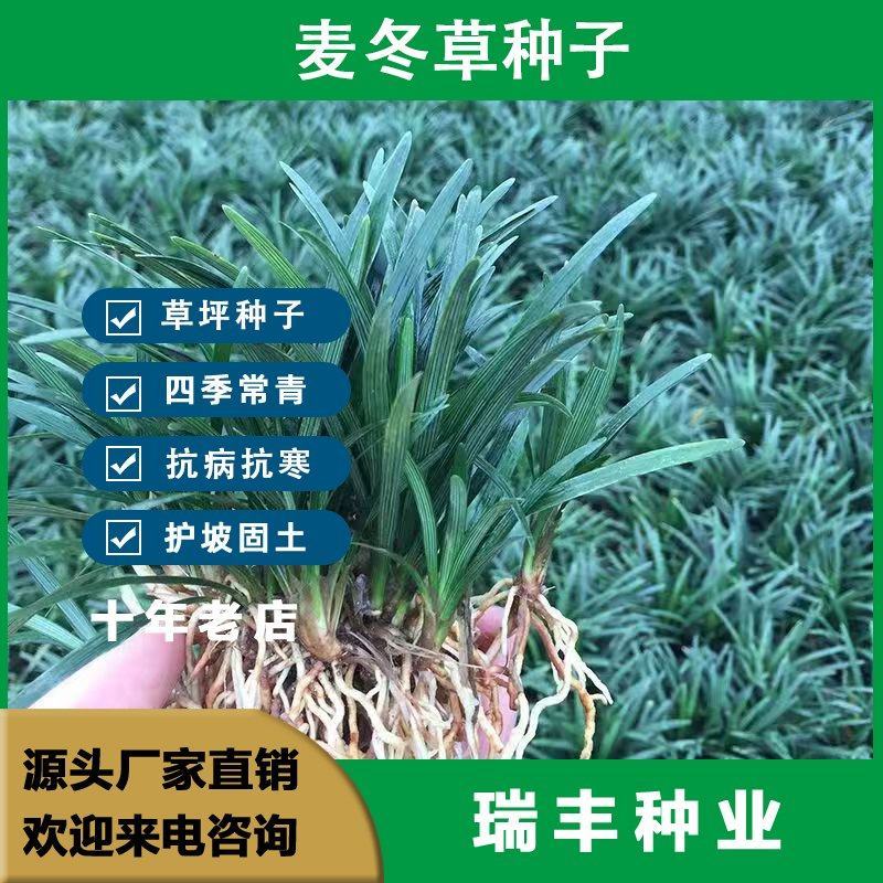 麦冬草种子，玉龙草这种子，多年生宽叶矮化金边麦冬草籽