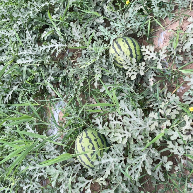 陆地沙滩西瓜，甜王一百亩