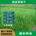 黑麦草种子多年生黑麦草种子养殖的牧草种子营养高耐寒