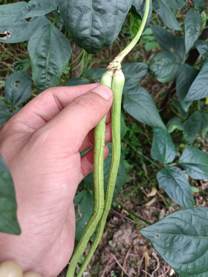 青豆角
