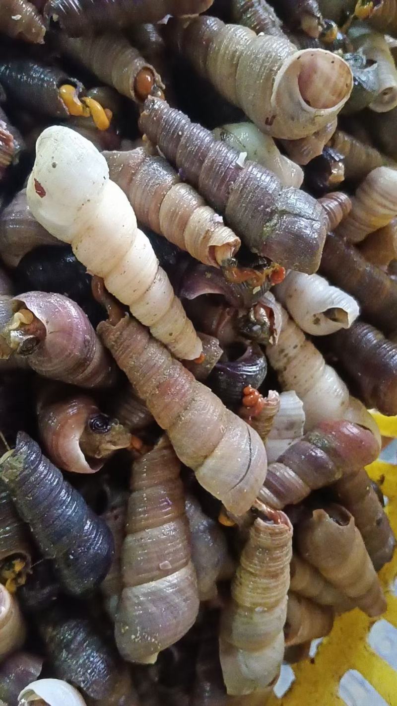 大量紫钉白钉成数高