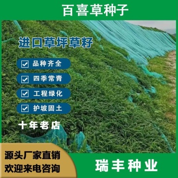 百喜草种子，道路护坡水土保持，公路提坝绿化草坪种子批发。