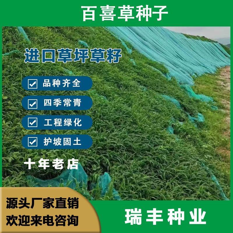 百喜草种子，道路护坡水土保持，公路提坝绿化草坪种子批发。