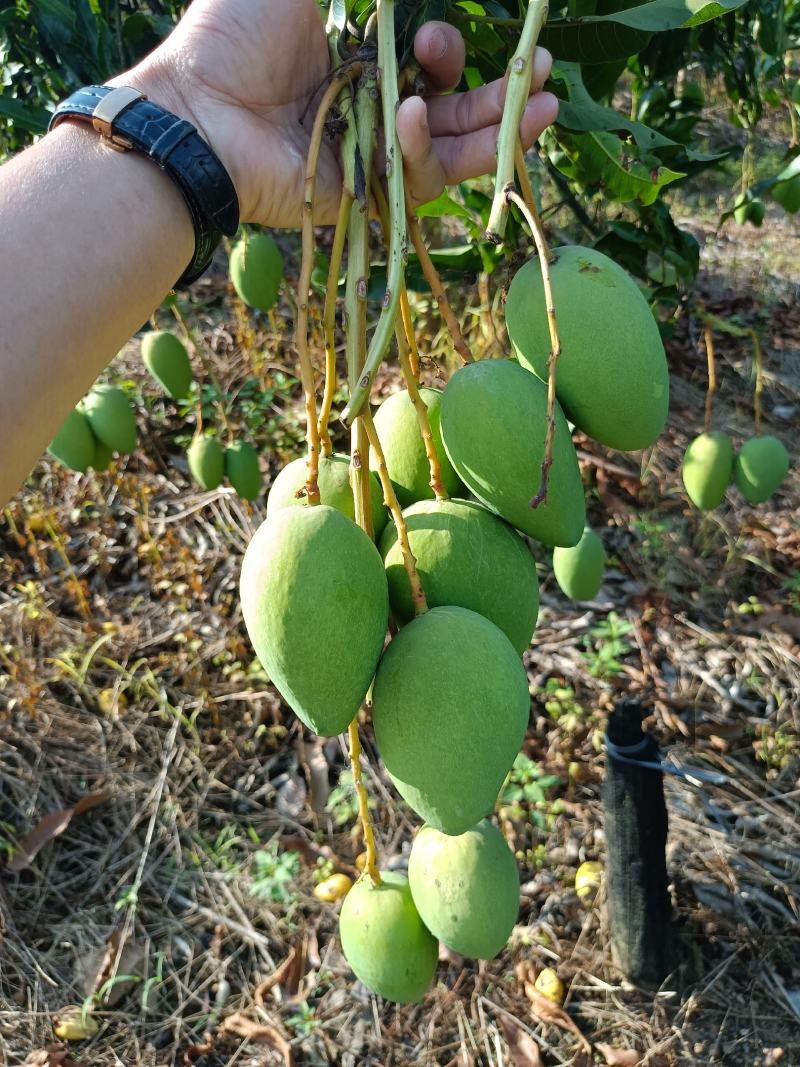 云南小台农
