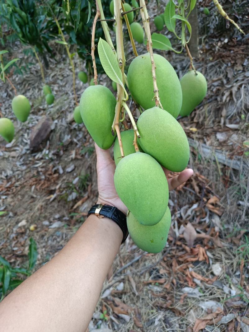 云南小台农