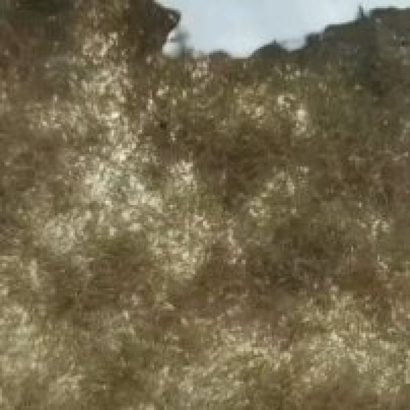 淡水鱼苗各品种种苗水花鱼苗