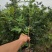 嫁接藤椒苗袋苗，成活率高，适合雨季种植，荒山种植，口感好