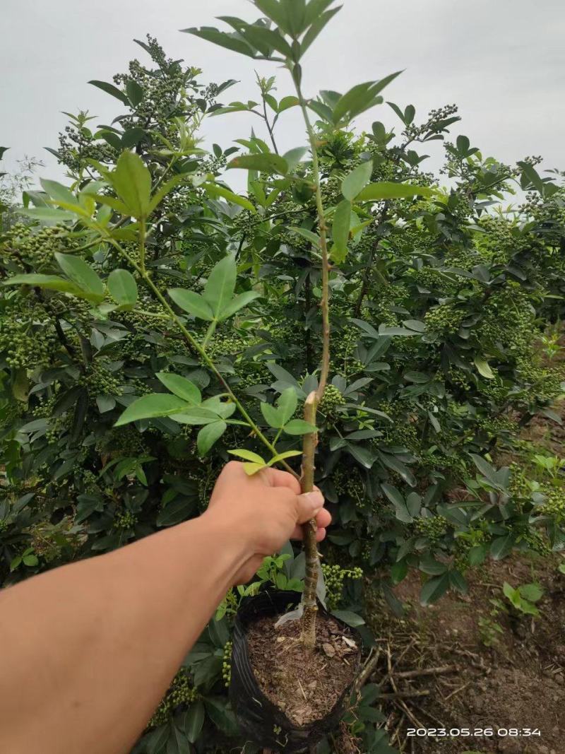 嫁接藤椒苗袋苗，成活率高，适合雨季种植，荒山种植，口感好