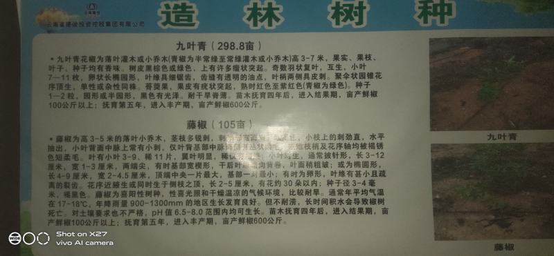 嫁接藤椒苗袋苗，成活率高，适合雨季种植，荒山种植，口感好