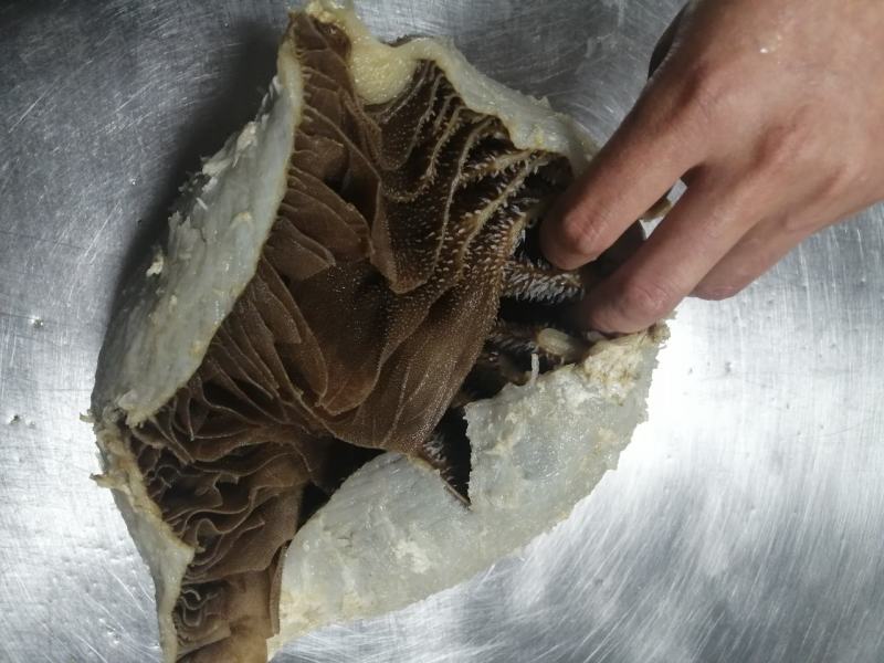毛肚牛肚牛百叶厂家直销个子整个黑个带地板火锅冒菜酒店食堂