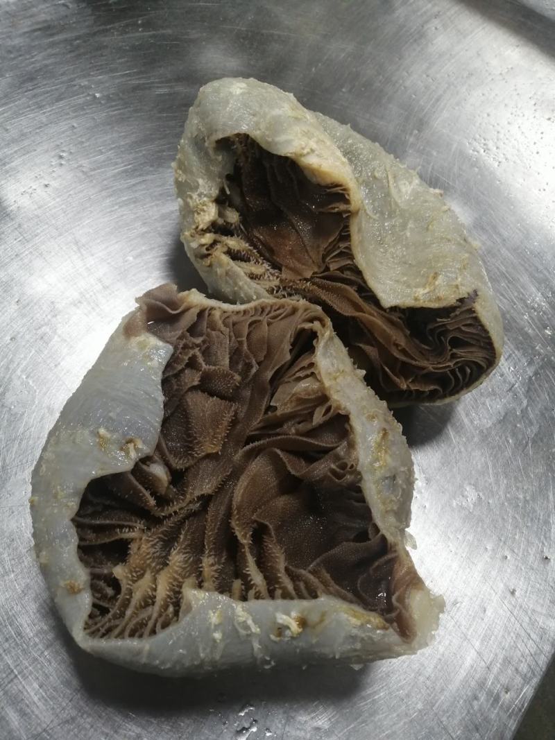 毛肚牛肚牛百叶厂家直销个子整个黑个带地板火锅冒菜酒店食堂