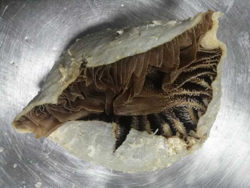 毛肚牛肚牛百叶厂家直销个子整个黑个带地板火锅冒菜酒店食堂