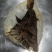 毛肚牛肚牛百叶厂家直销个子整个黑个带地板火锅冒菜酒店食堂