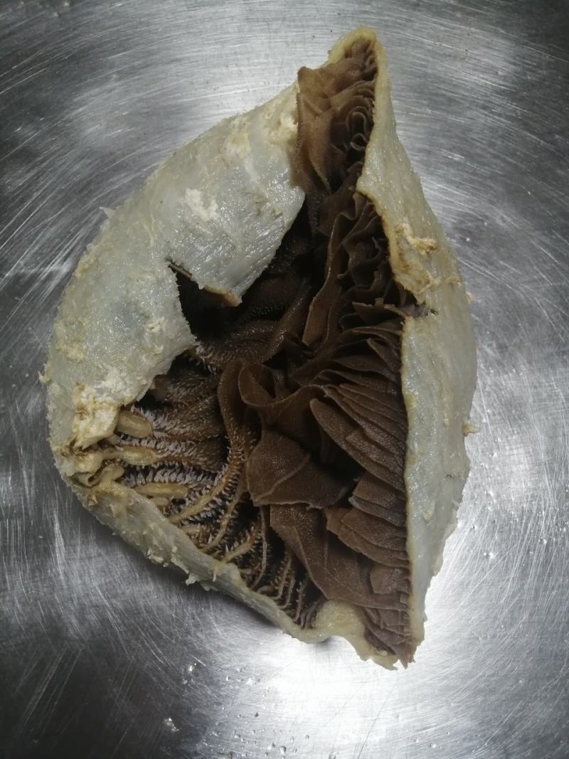 毛肚牛肚牛百叶厂家直销个子整个黑个带地板火锅冒菜酒店食堂