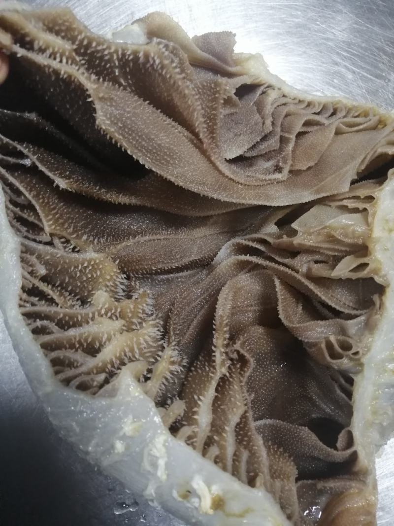 毛肚牛肚牛百叶厂家直销个子整个黑个带地板火锅冒菜酒店食堂