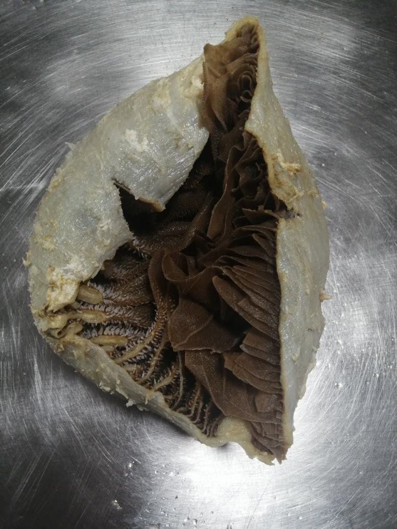 毛肚牛肚牛百叶厂家直销个子整个黑个带地板火锅冒菜酒店食堂
