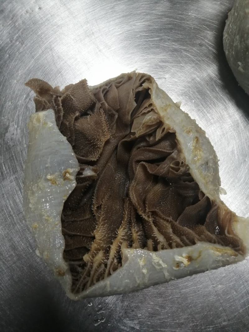 毛肚牛肚牛百叶厂家直销个子整个黑个带地板火锅冒菜酒店食堂