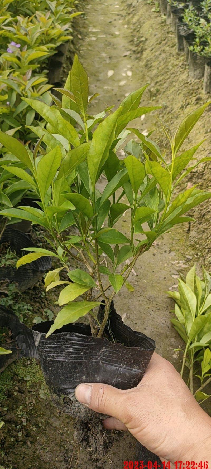 成都基地批发双色茉莉价格优惠，欢迎选购。