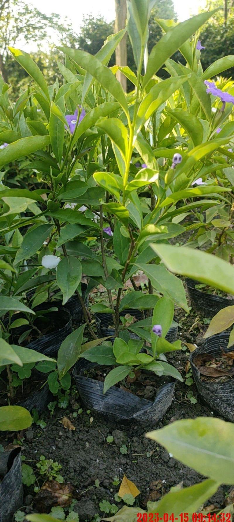 成都基地批发双色茉莉价格优惠，欢迎选购。