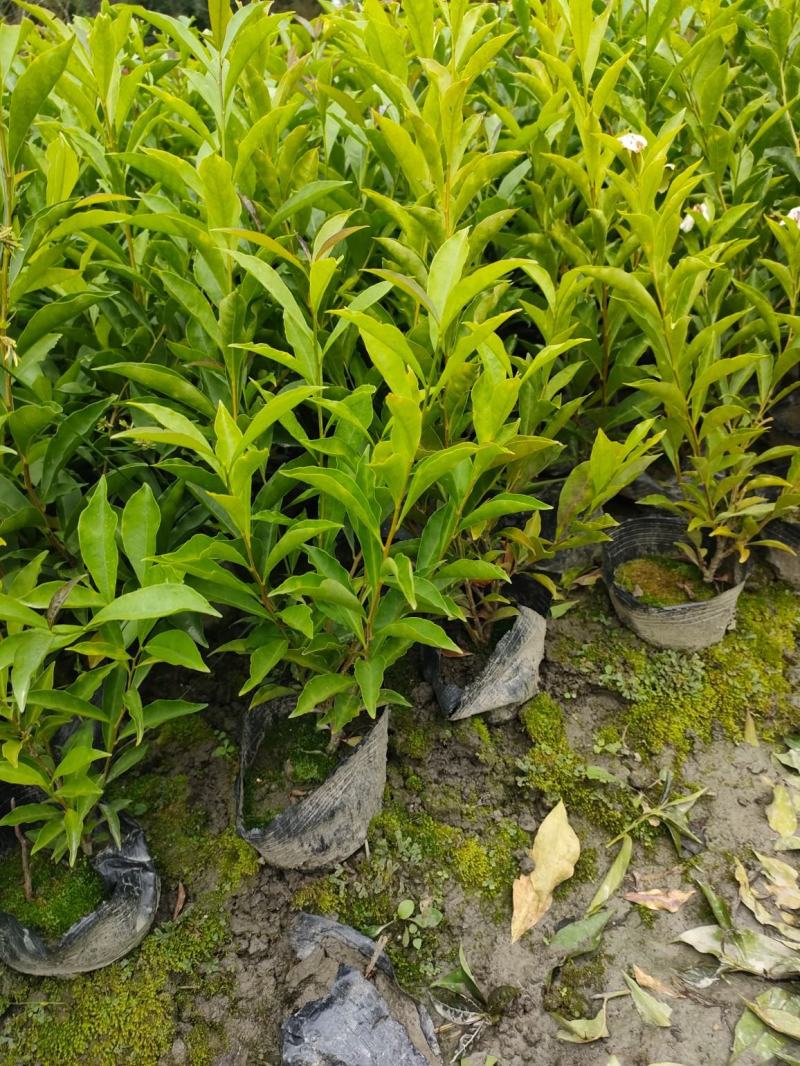 成都基地批发双色茉莉价格优惠，欢迎选购。