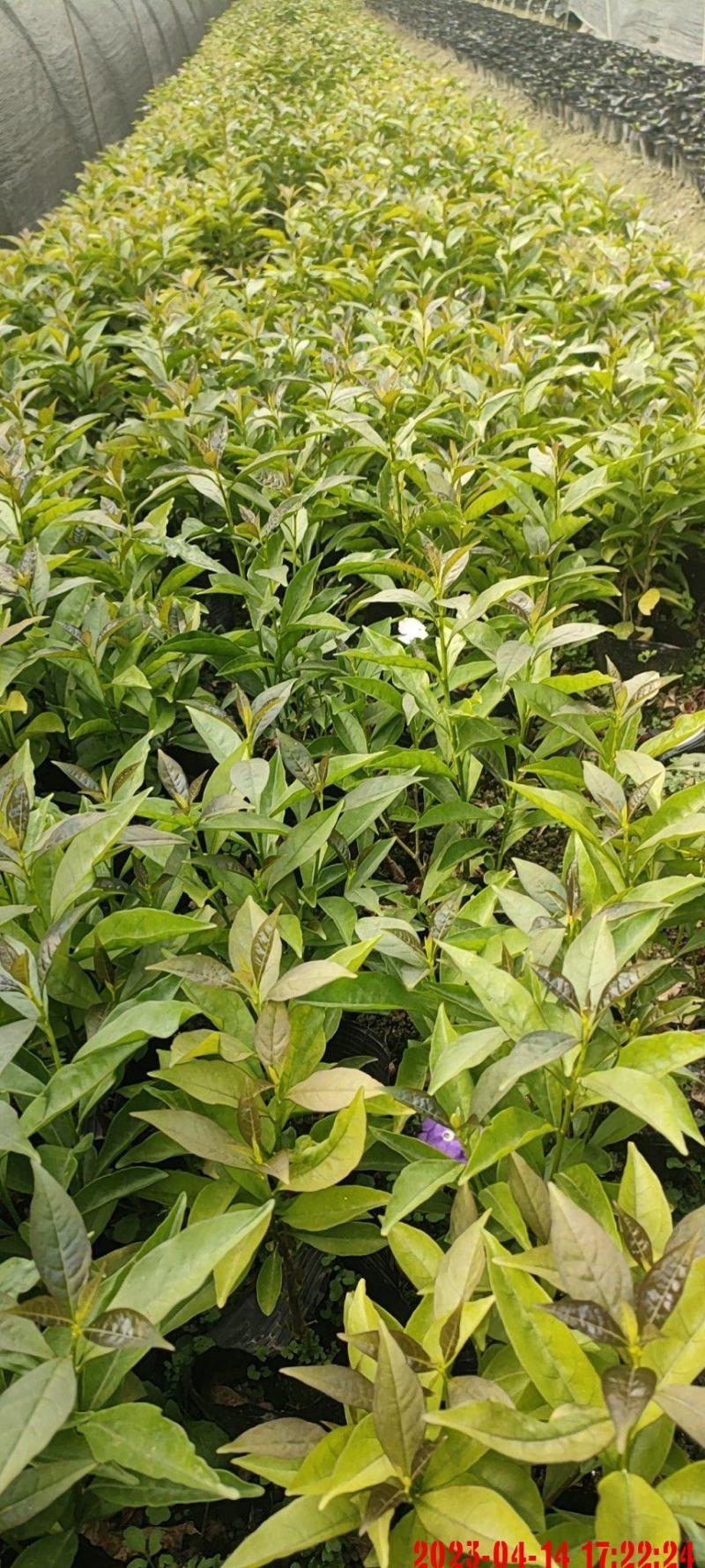 成都基地批发双色茉莉价格优惠，欢迎选购。