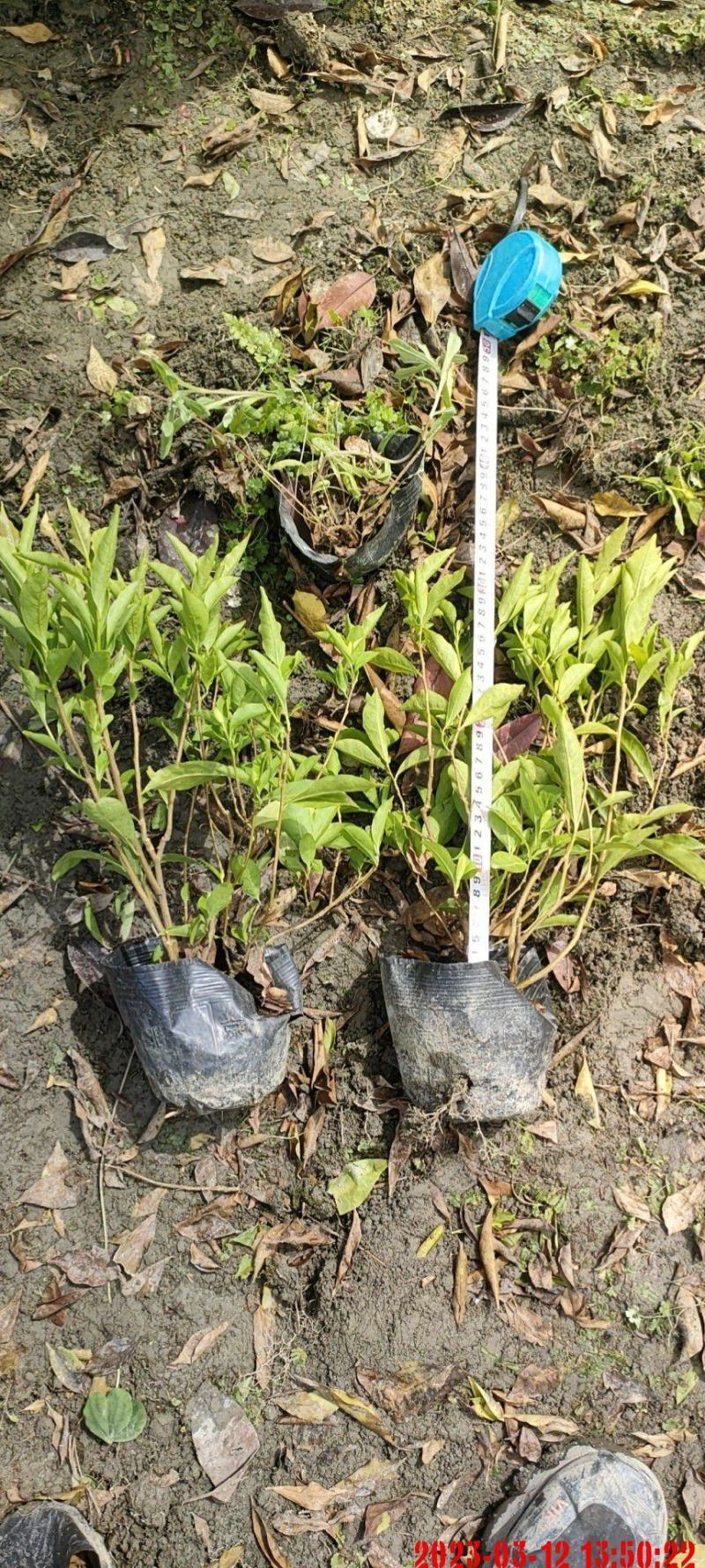 成都基地批发双色茉莉价格优惠，欢迎选购。