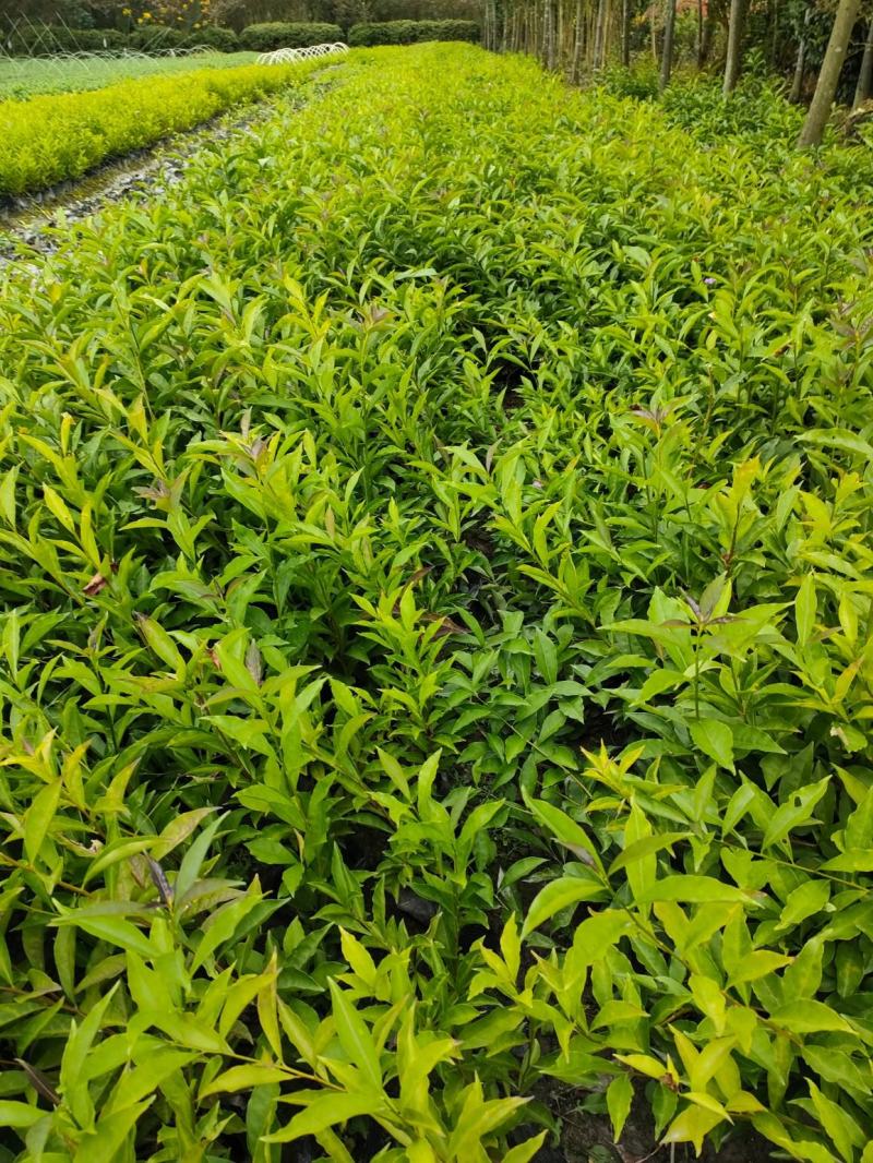 成都基地批发双色茉莉价格优惠，欢迎选购。