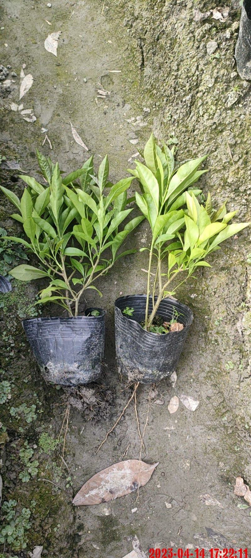 成都基地批发双色茉莉价格优惠，欢迎选购。
