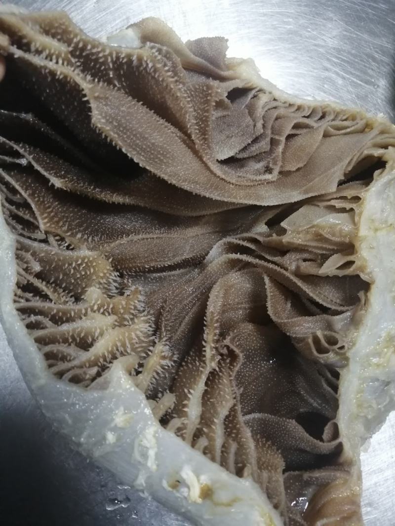 毛肚牛肚牛百叶厂家直销个子整个黑个带地板火锅冒菜酒店食堂