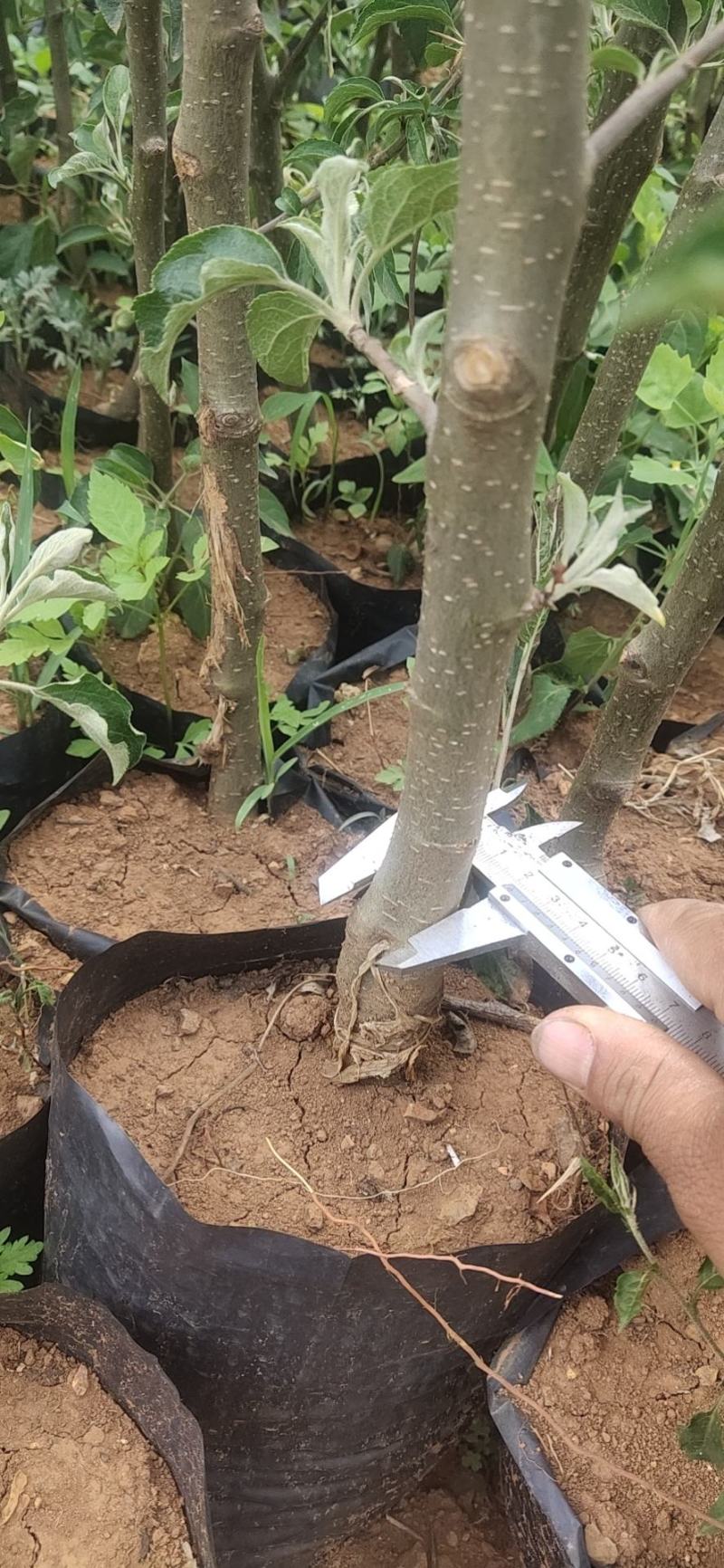苹果苗云南红露鲁丽华硕红富士苹果袋装苗欢迎来电
