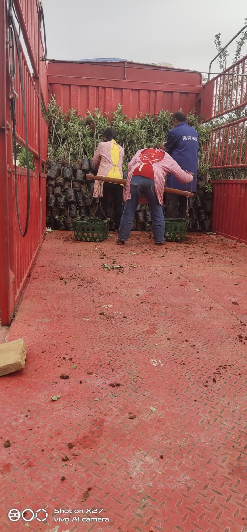 苹果苗云南红露鲁丽华硕红富士苹果袋装苗欢迎来电