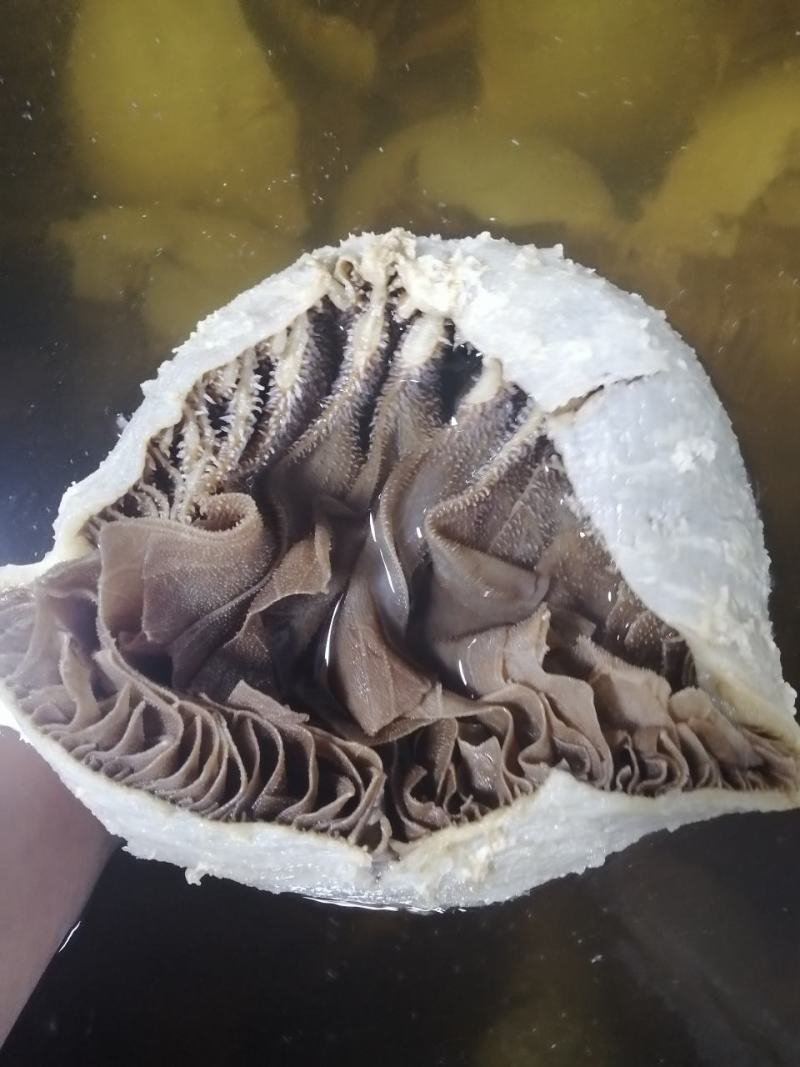 毛肚牛肚牛百叶厂家直销个子整个黑个带地板火锅冒菜酒店食堂