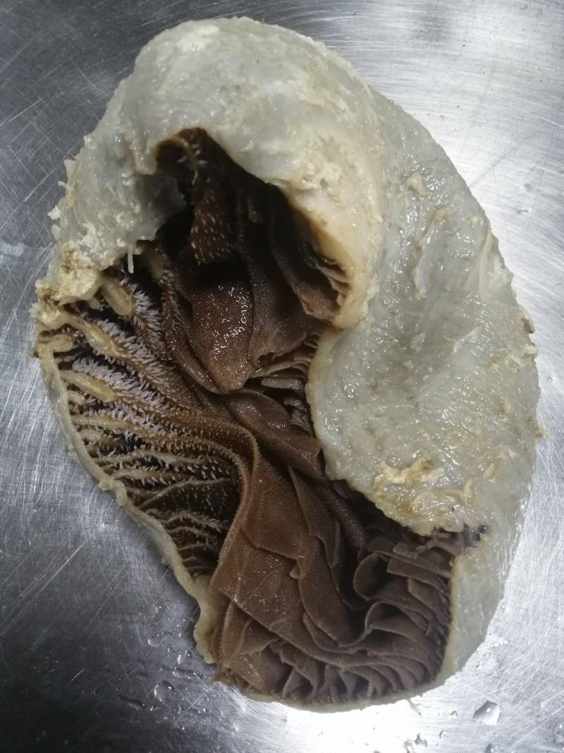毛肚牛肚牛百叶厂家直销个子整个黑个带地板火锅冒菜酒店食堂