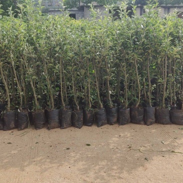 苹果苗云南红露鲁丽华硕红富士苹果袋装苗欢迎来电