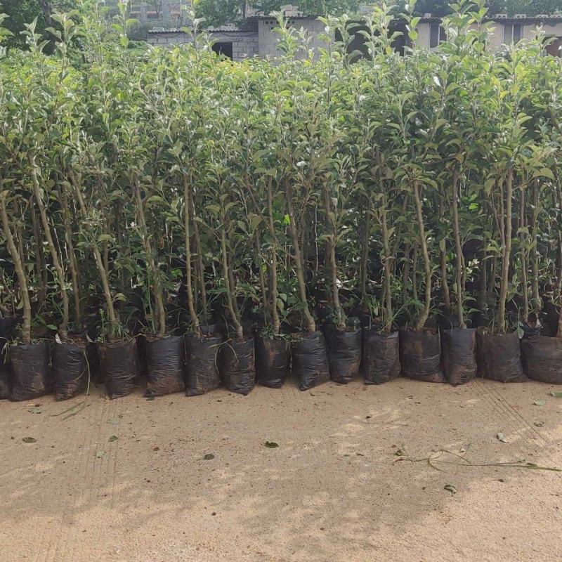 苹果苗云南红露鲁丽华硕红富士苹果袋装苗欢迎来电