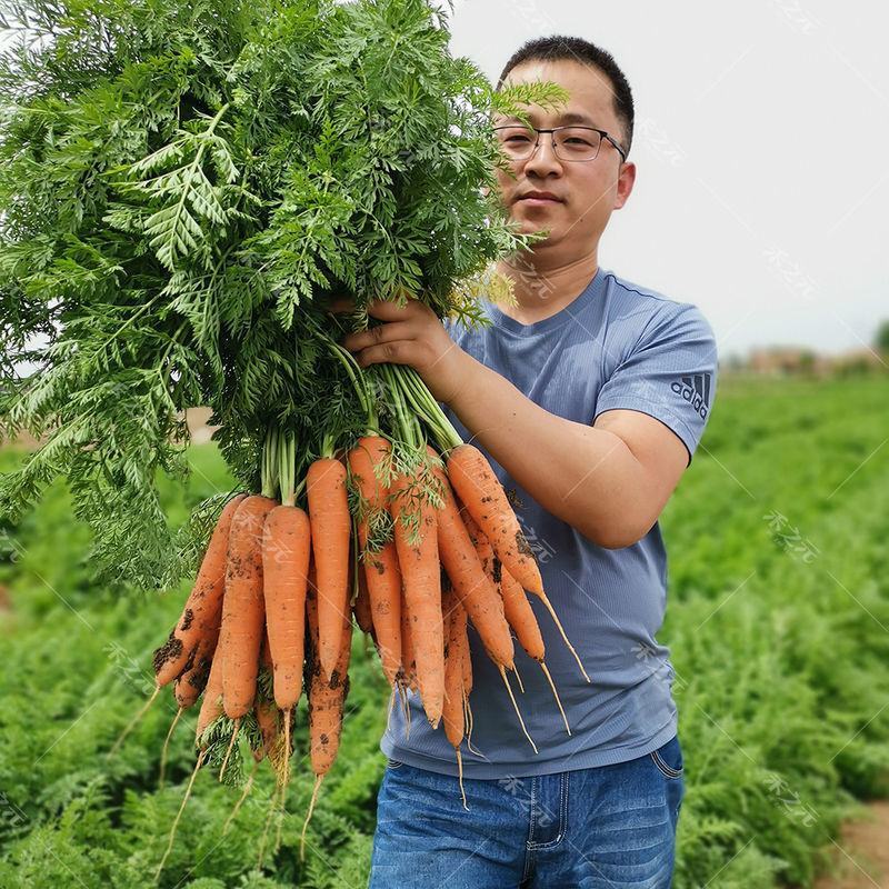 回头客多甄选胡萝卜三红胡萝卜水洗/带樱各种规格