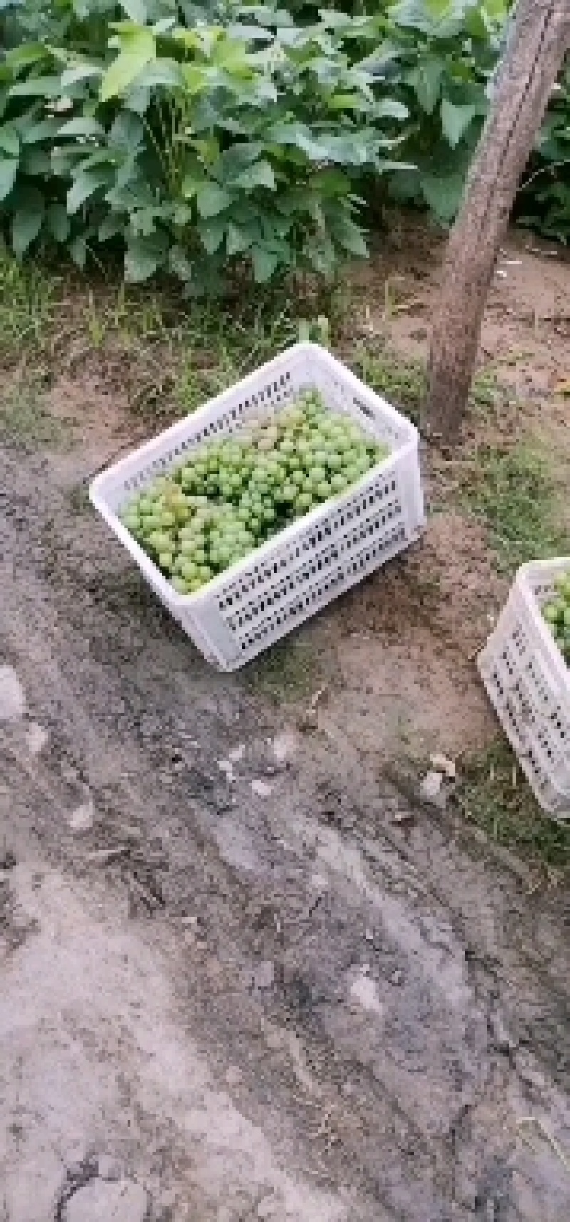 葡萄