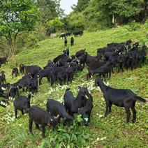 重庆市武隆区仙女山高山生态放养黑山羊，肉质新鲜，无膻味。