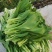 菜苔白菜苔产地一手货源现摘现发保质保量欢迎来电订购