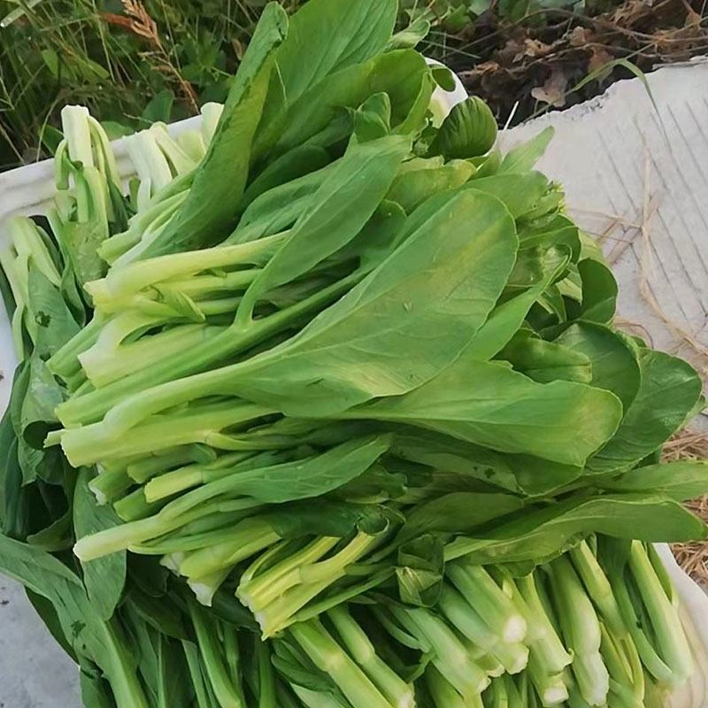 菜苔白菜苔产地一手货源现摘现发保质保量欢迎来电订购