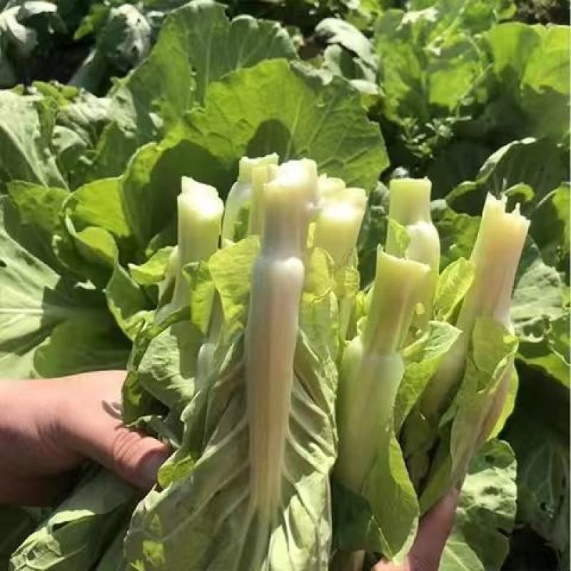 菜苔白菜苔产地一手货源现摘现发保质保量欢迎来电订购