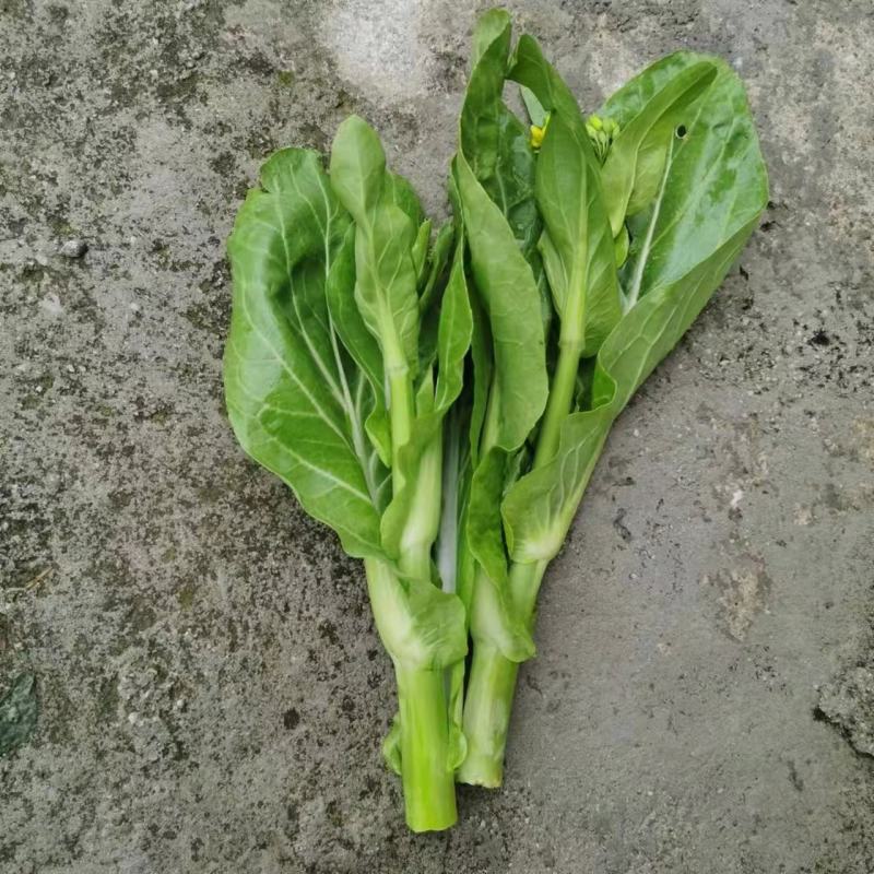 菜苔白菜苔产地一手货源现摘现发保质保量欢迎来电订购