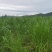 热研四号王草青储料