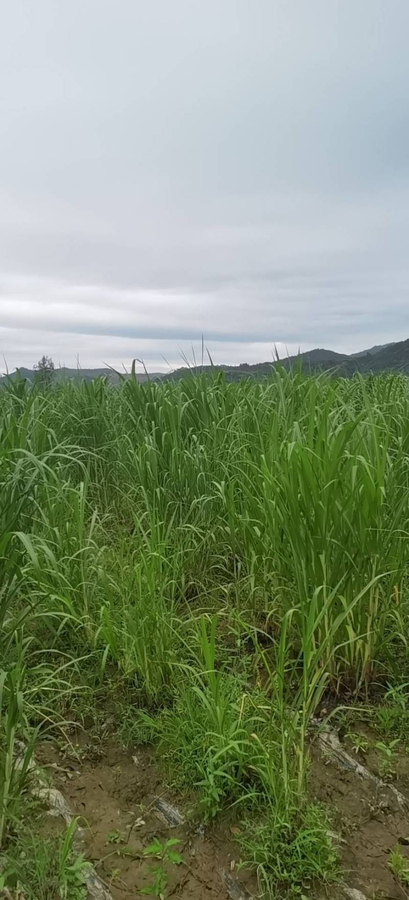 热研四号王草青储料