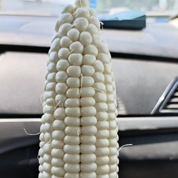 白糯玉米