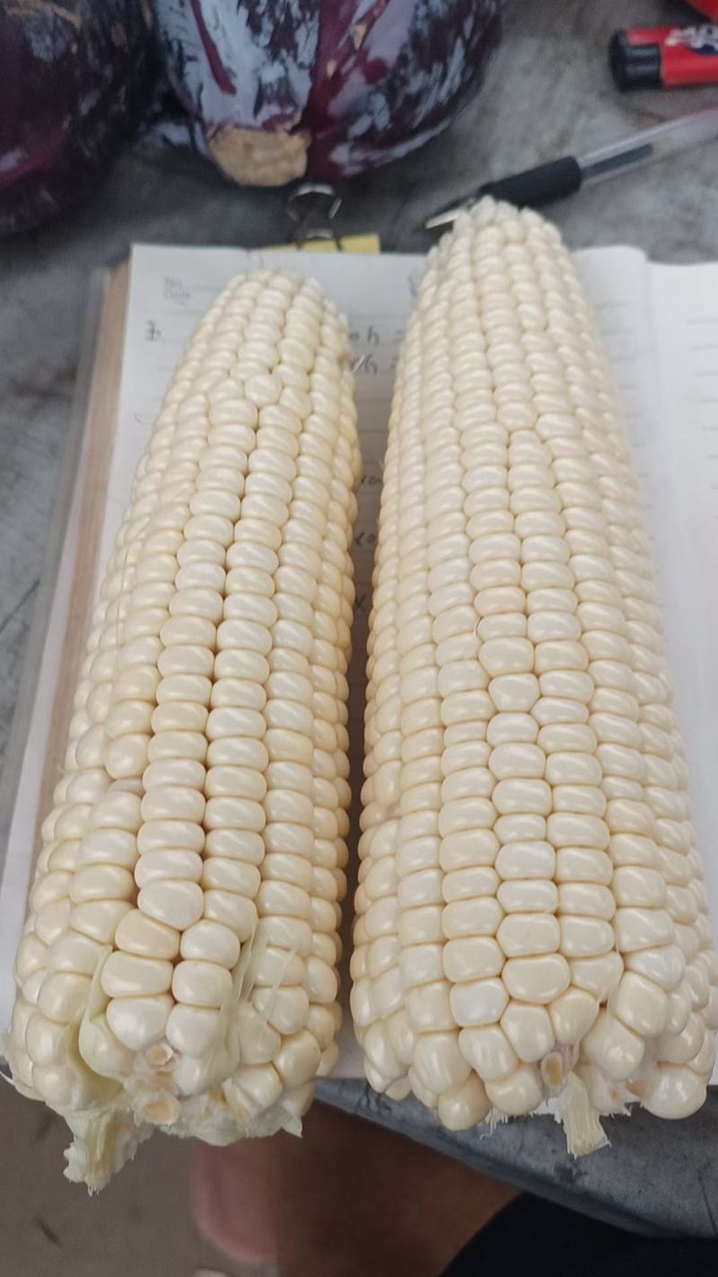 白糯玉米