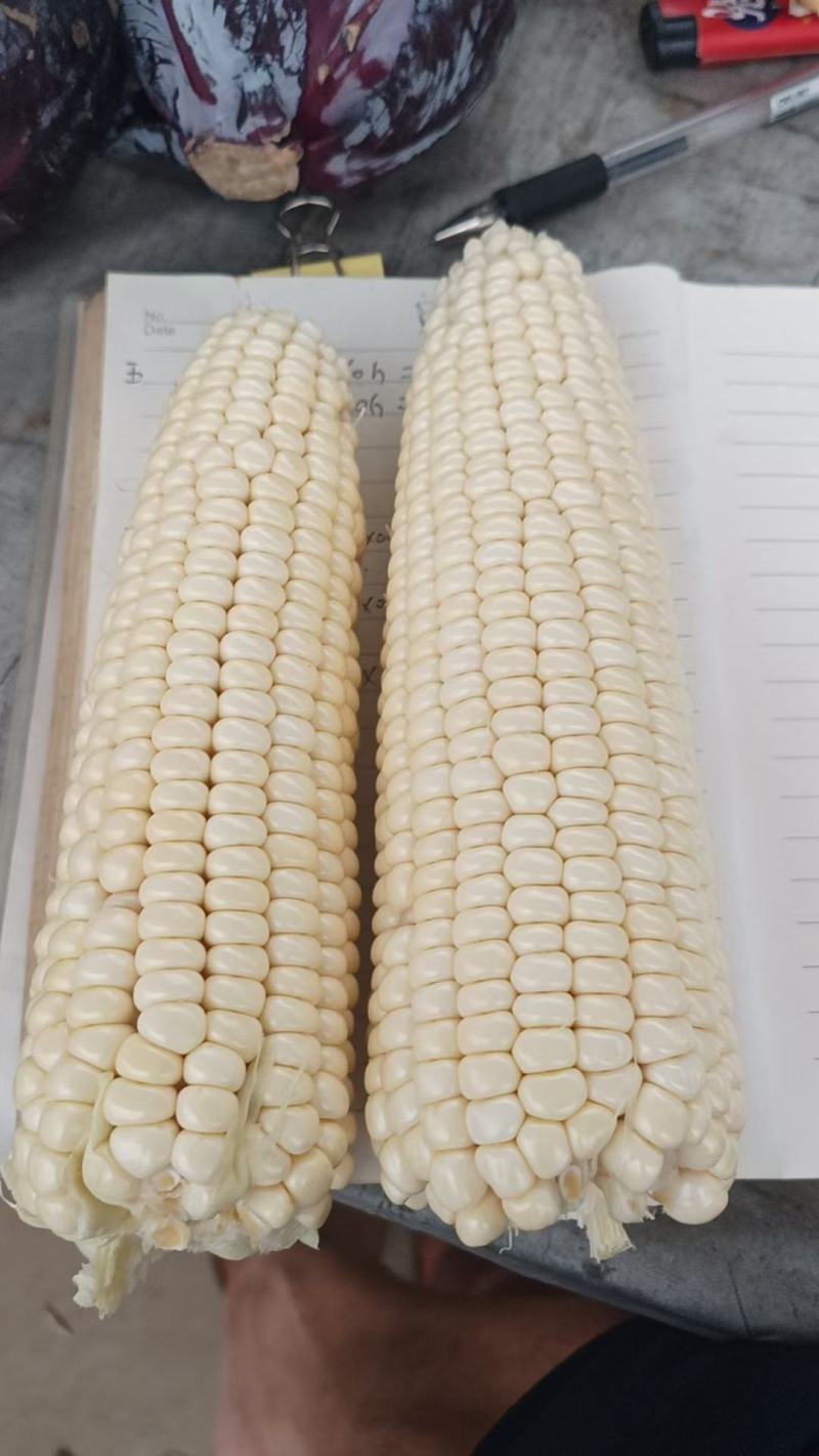白糯玉米