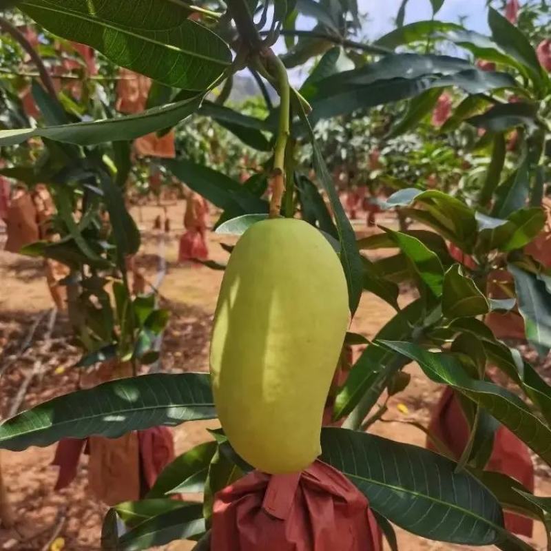 鹰嘴芒果芒果大量上市品质保证一手货源量大从优