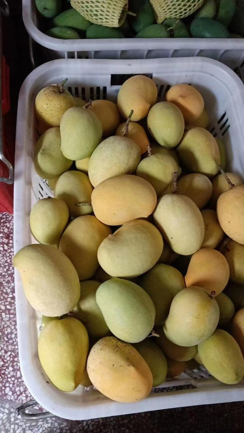 鹰嘴芒果芒果大量上市品质保证一手货源量大从优