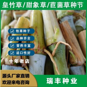 甜象草种节皇竹草种节巨茵草节养殖饲料猪牛羊马牧草种子批发